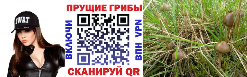 даркнет сайт  Новочебоксарск  площадка состав  Псилоцибиновые грибы Magic Shrooms 